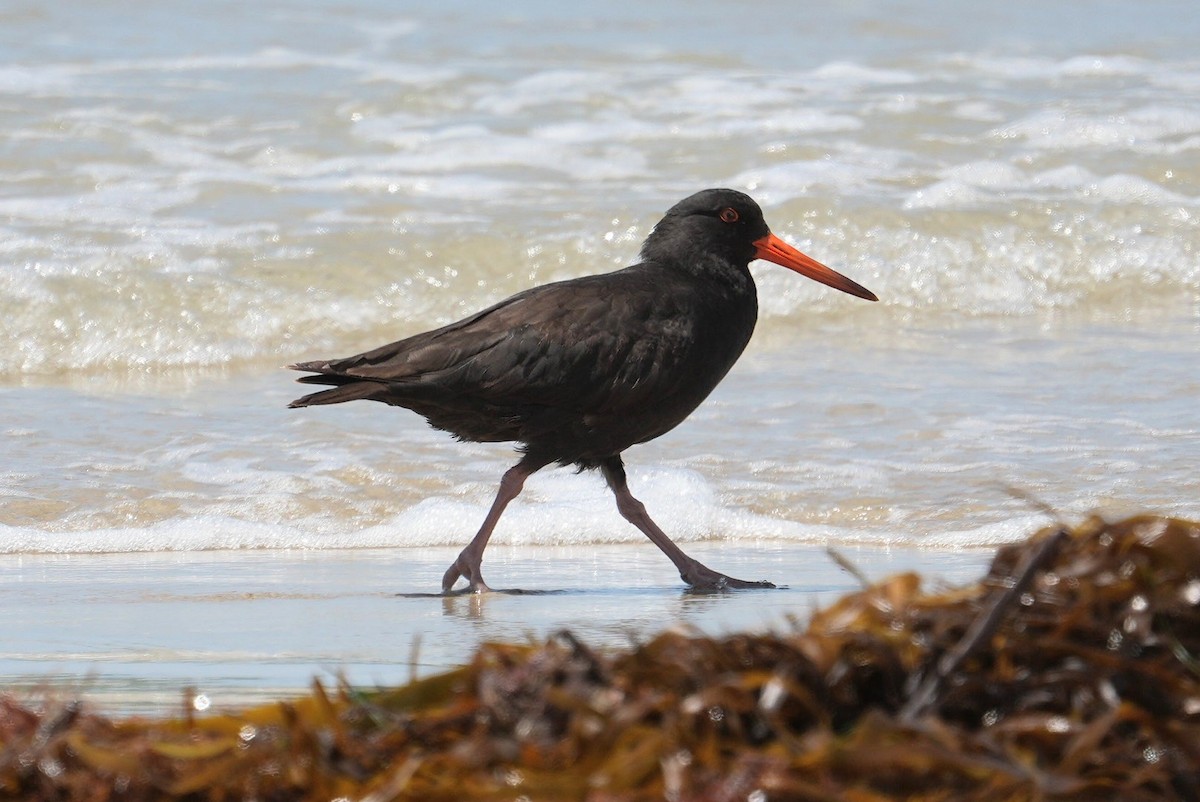 Sooty Oystercatcher - ML645642090