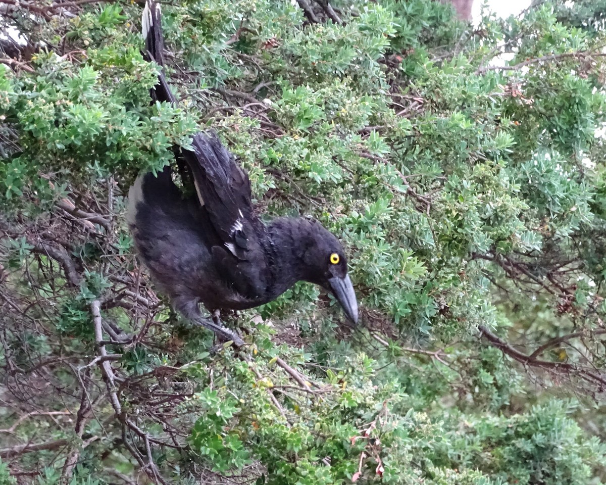 Pied Currawong - ML645642091