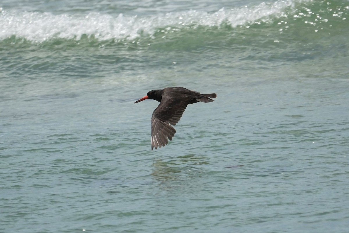 Sooty Oystercatcher - ML645642092