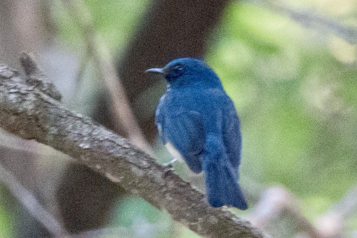 Tickell's Blue Flycatcher - ML645642093