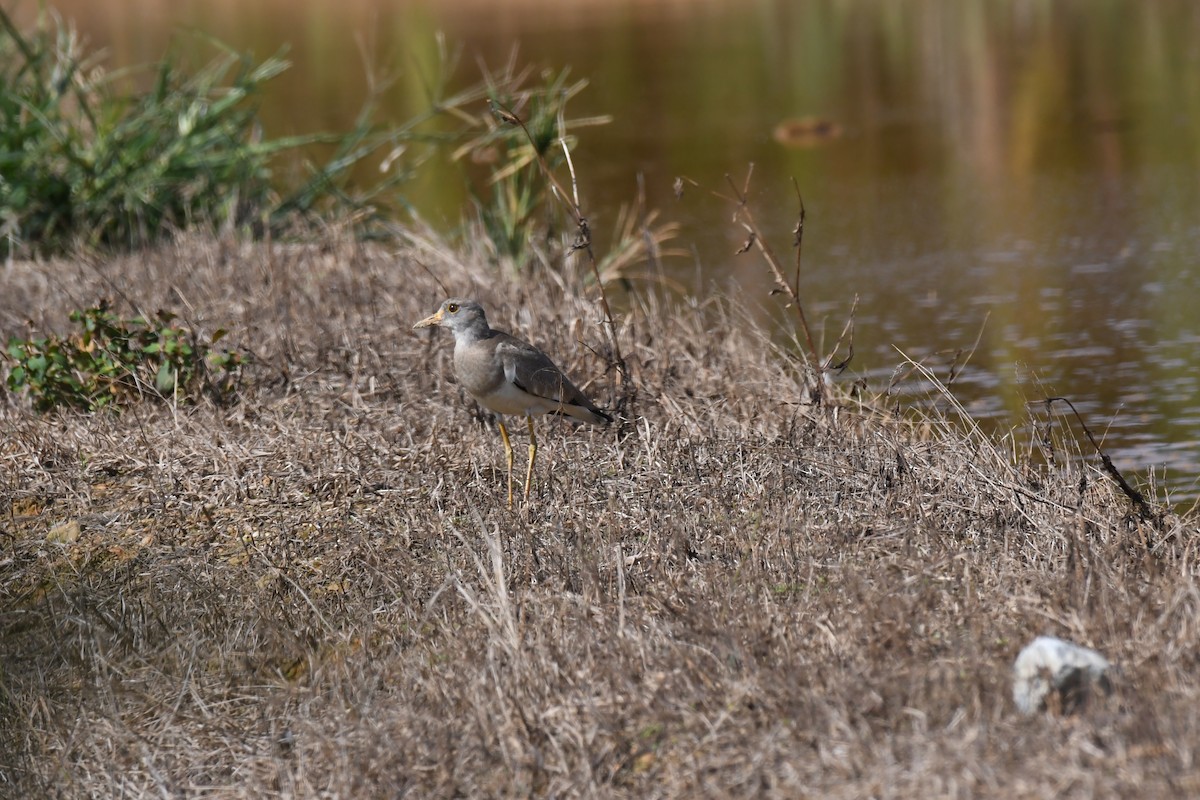 Gray-headed Lapwing - ML645642094