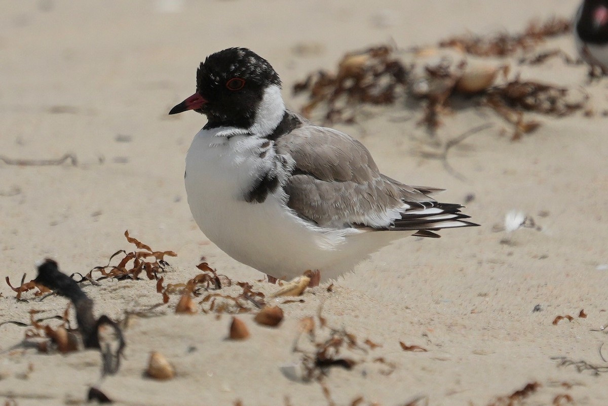 Hooded Plover - ML645642095