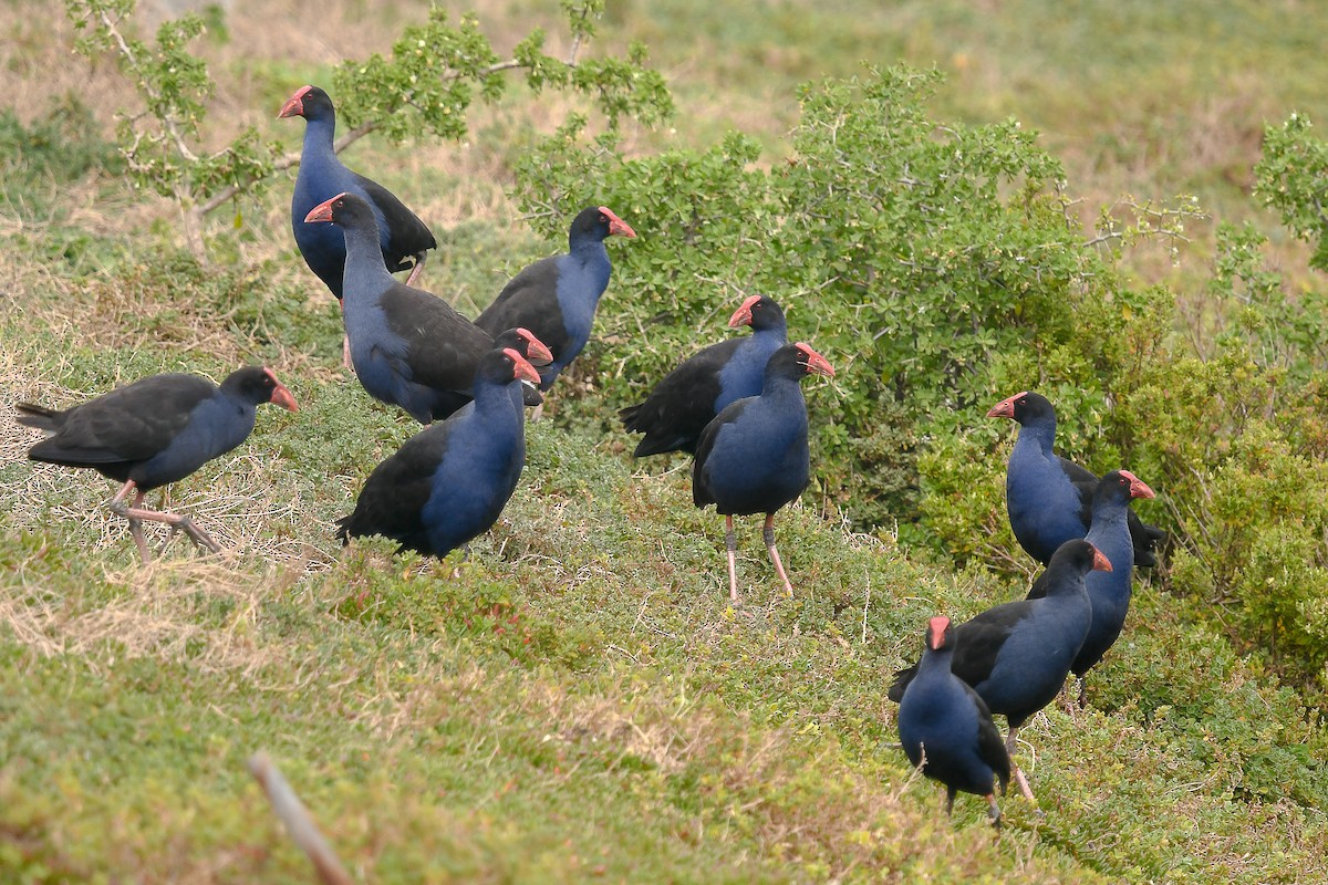 Australasian Swamphen - ML645642101