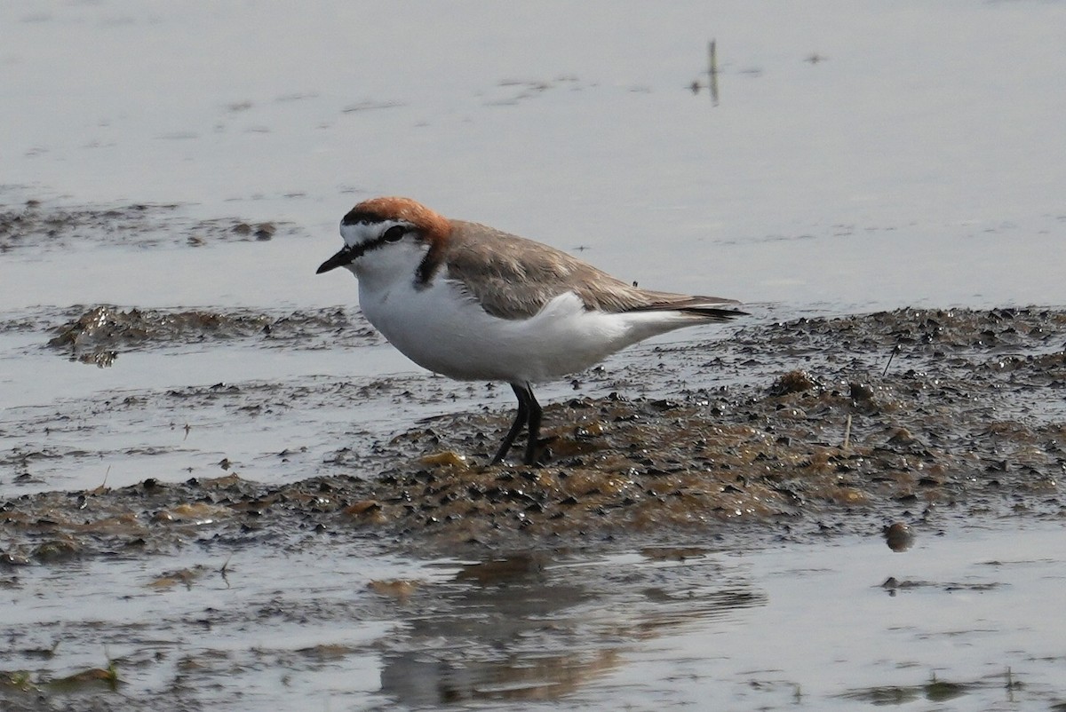 Red-capped Plover - ML645642103