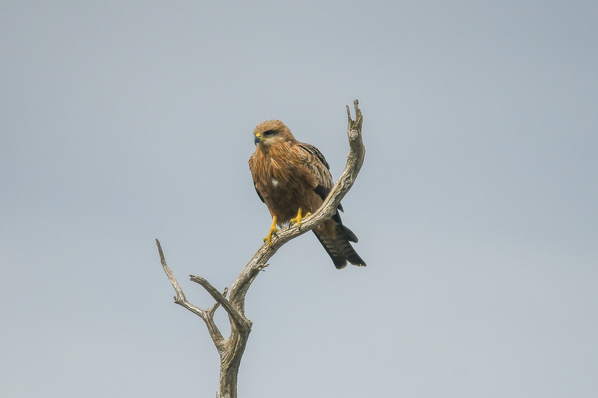 Black Kite (Black) - ML645642105