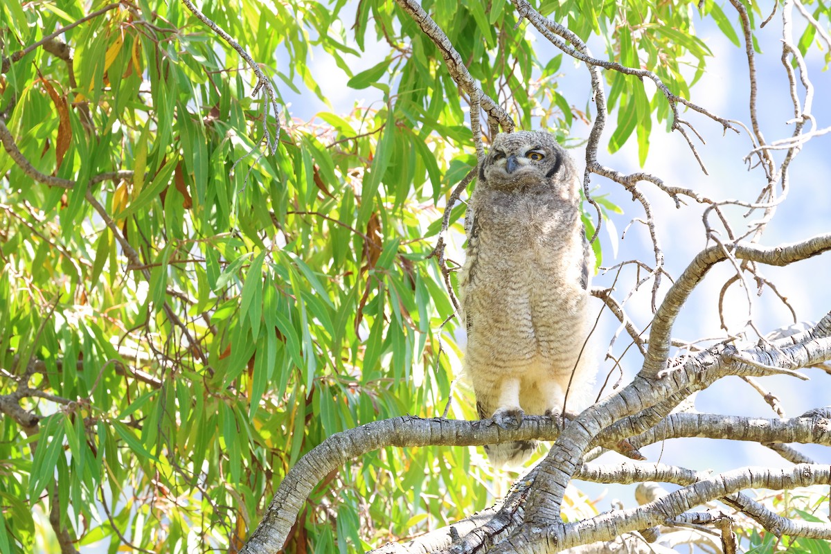 Spotted Eagle-Owl - ML645642106