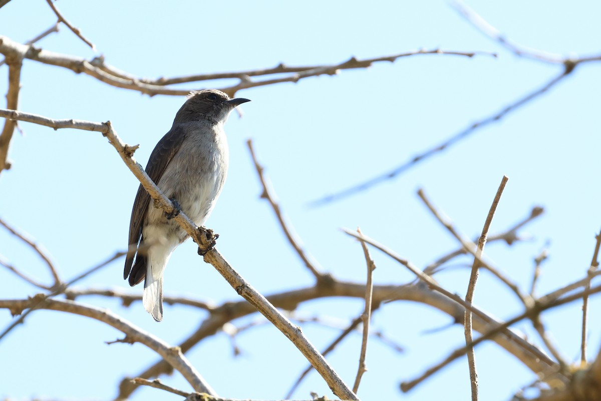 Brown-backed Honeybird - ML645642111