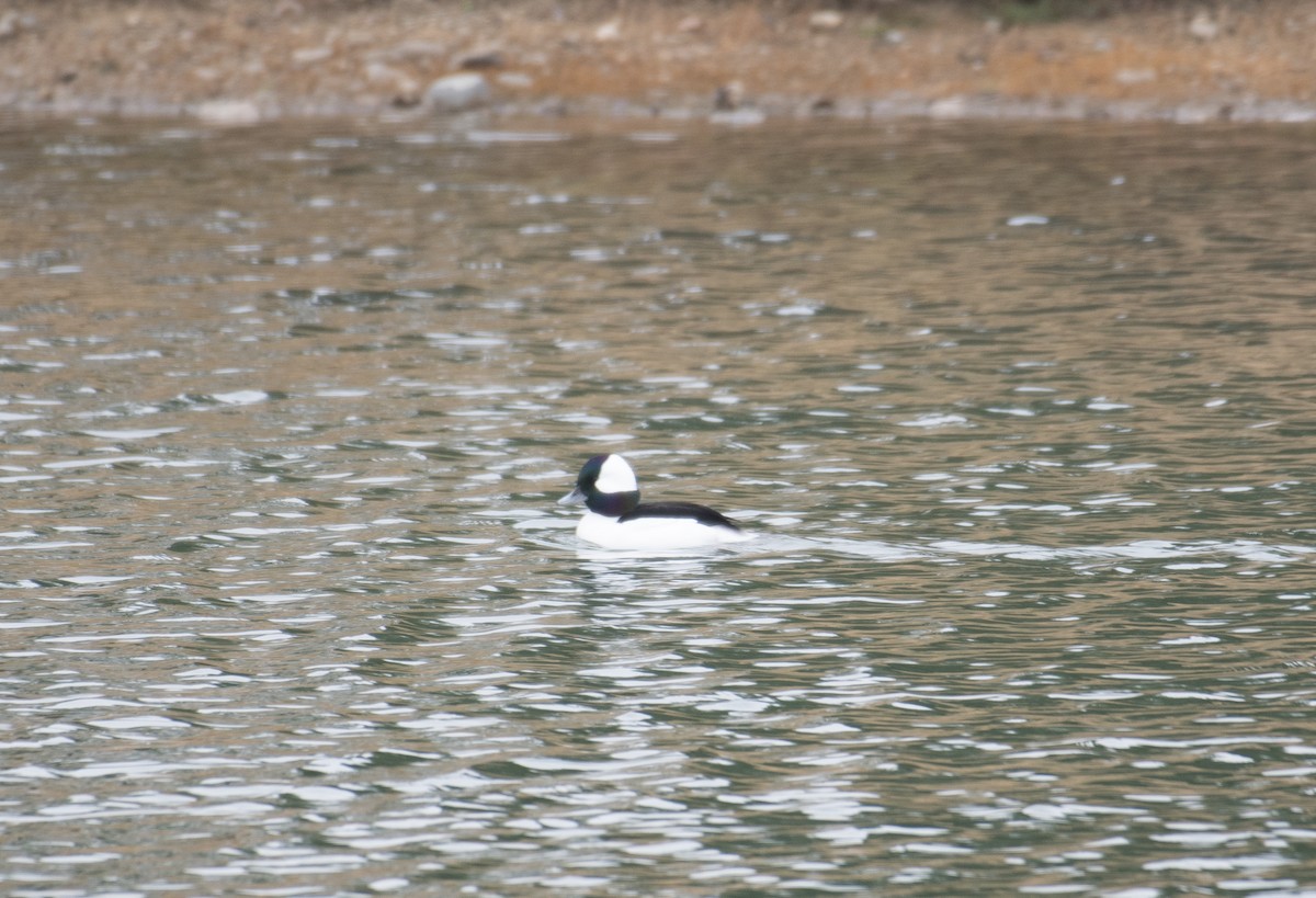 Гоголь-головастик - ML645642115