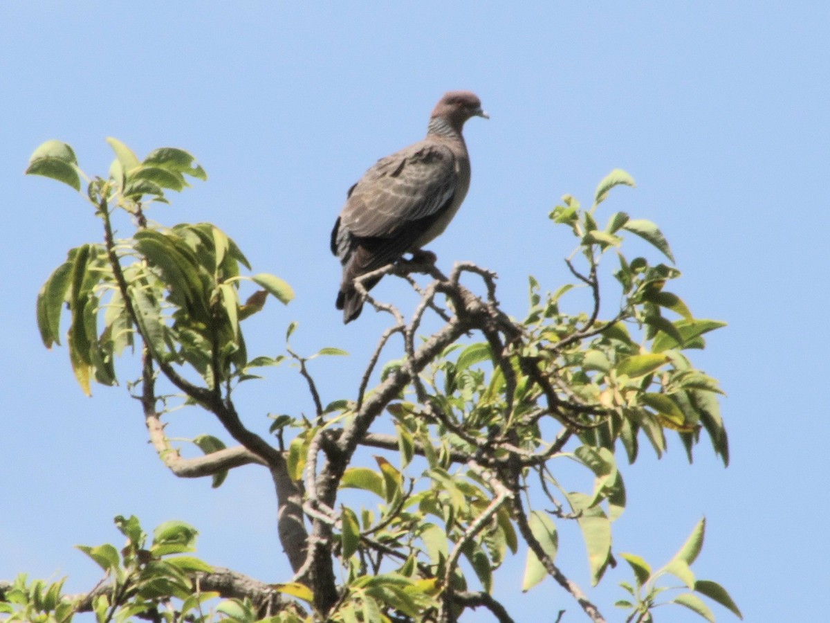 Paloma Picazuró - ML645642122