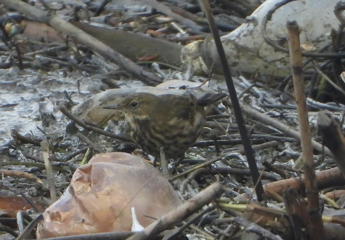 Rock Pipit - ML645642127