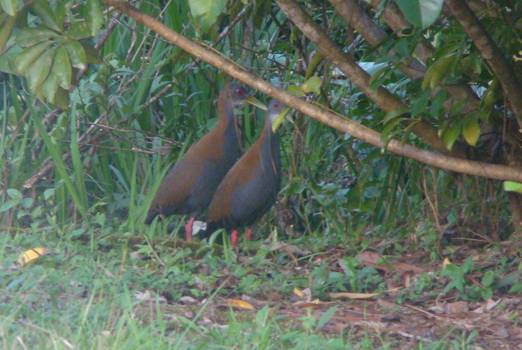Slaty-breasted Wood-Rail - ML645642128