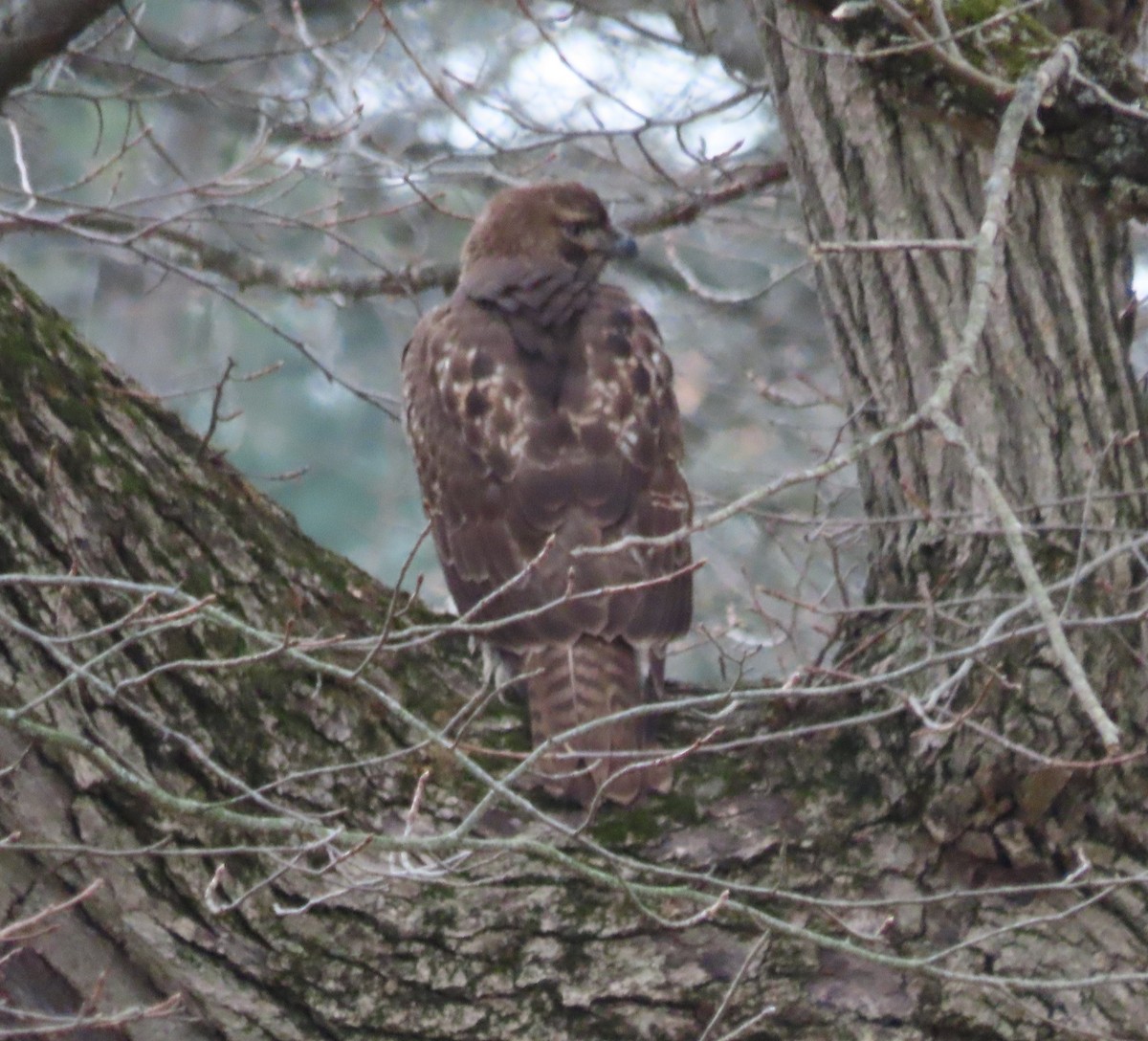 Red-tailed Hawk - ML645642130