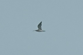 Eurasian Whimbrel/Eurasian Curlew - ML645642131