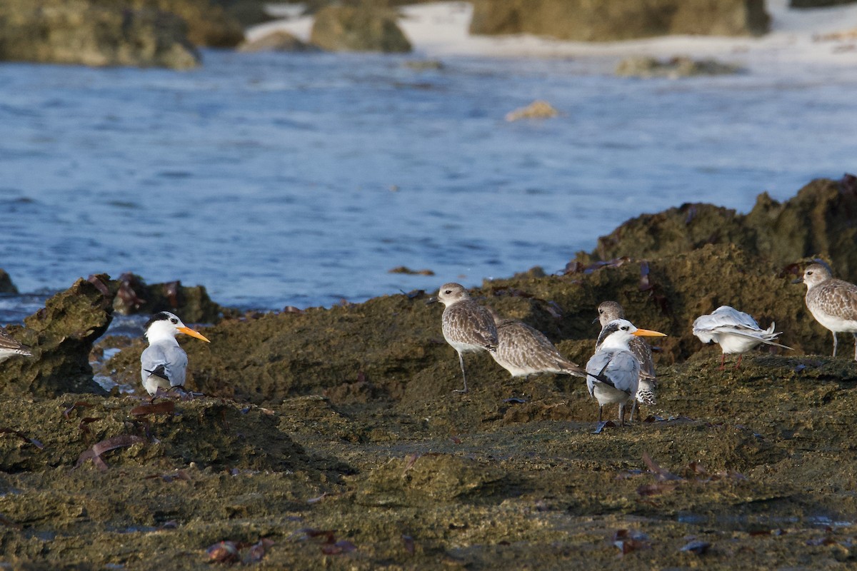 Lesser Crested Tern - ML645642144
