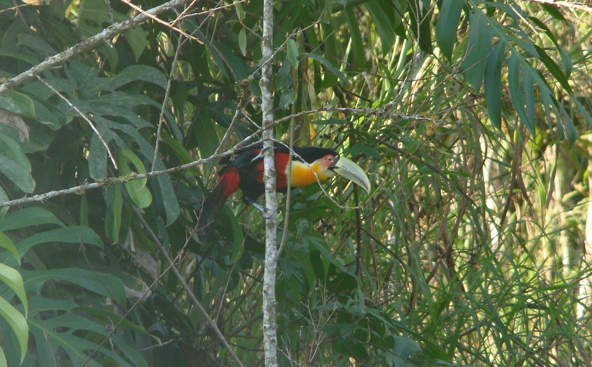 Red-breasted Toucan - ML645642150