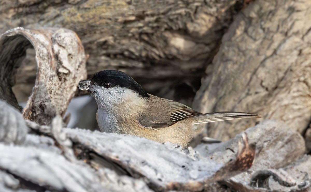 Marsh Tit - ML645642160