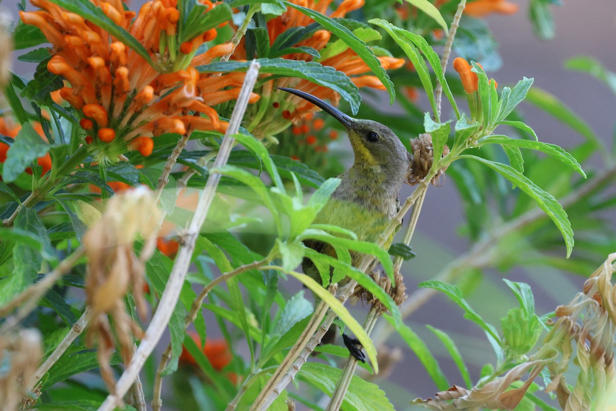 Malachite Sunbird - ML645642161