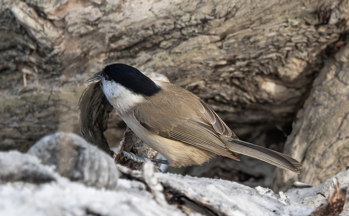 Marsh Tit - ML645642166