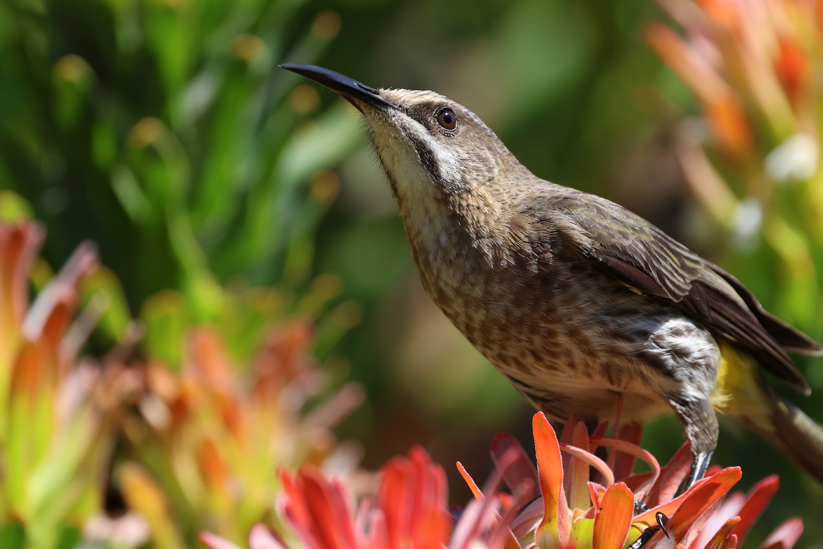 Cape Sugarbird - ML645642167