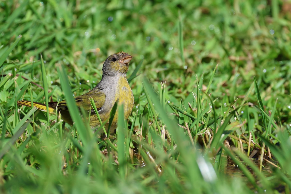 Cape Canary - ML645642174