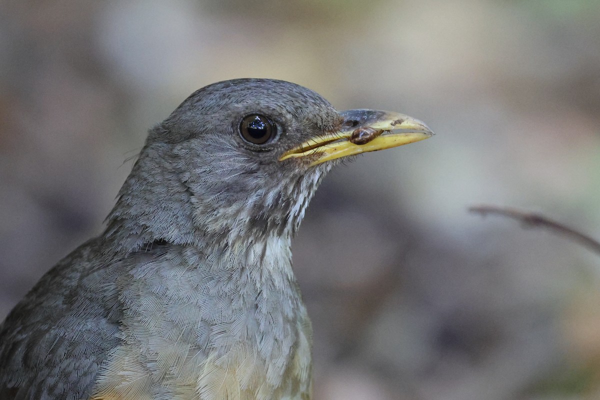 Olive Thrush - ML645642191