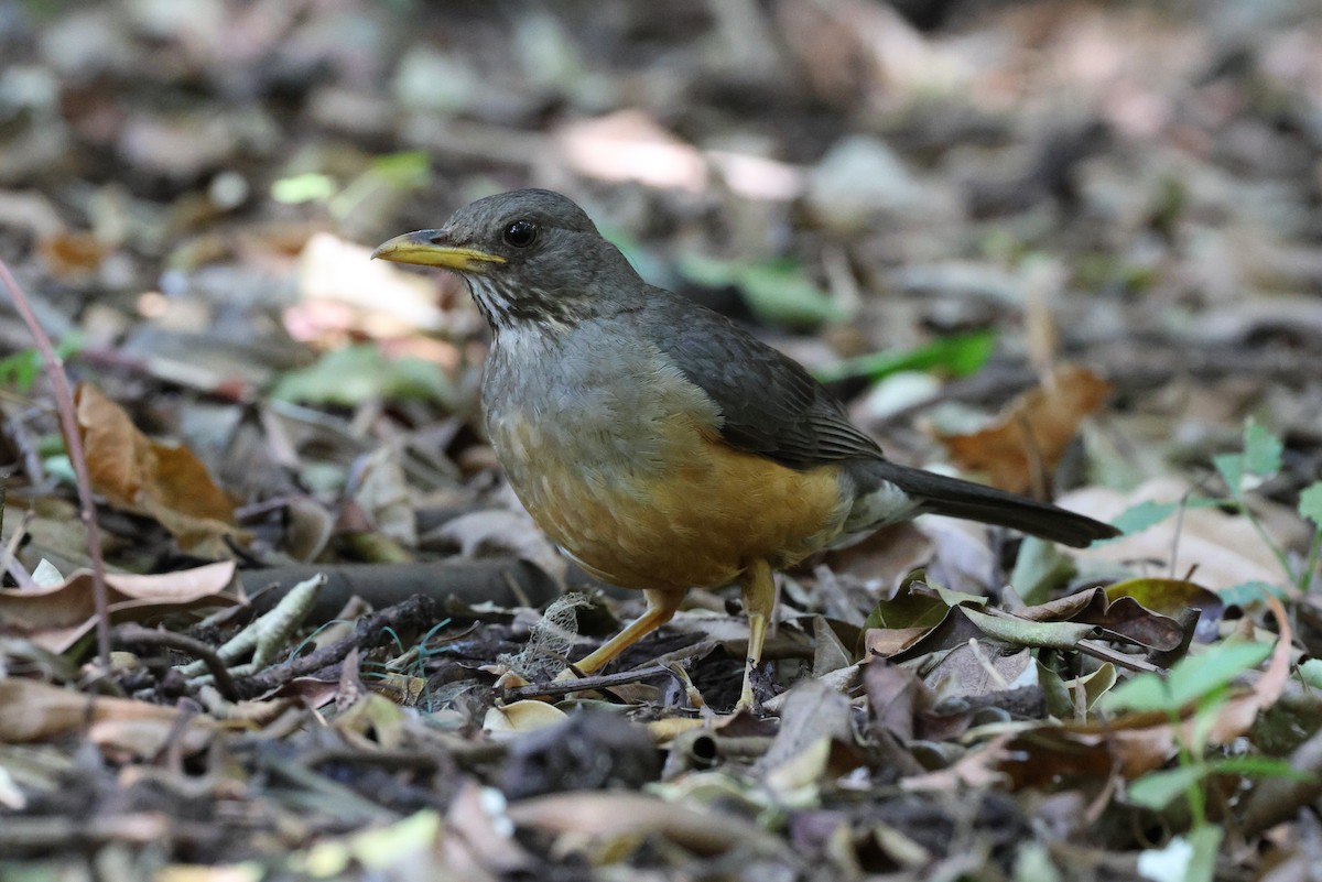 Olive Thrush - ML645642192