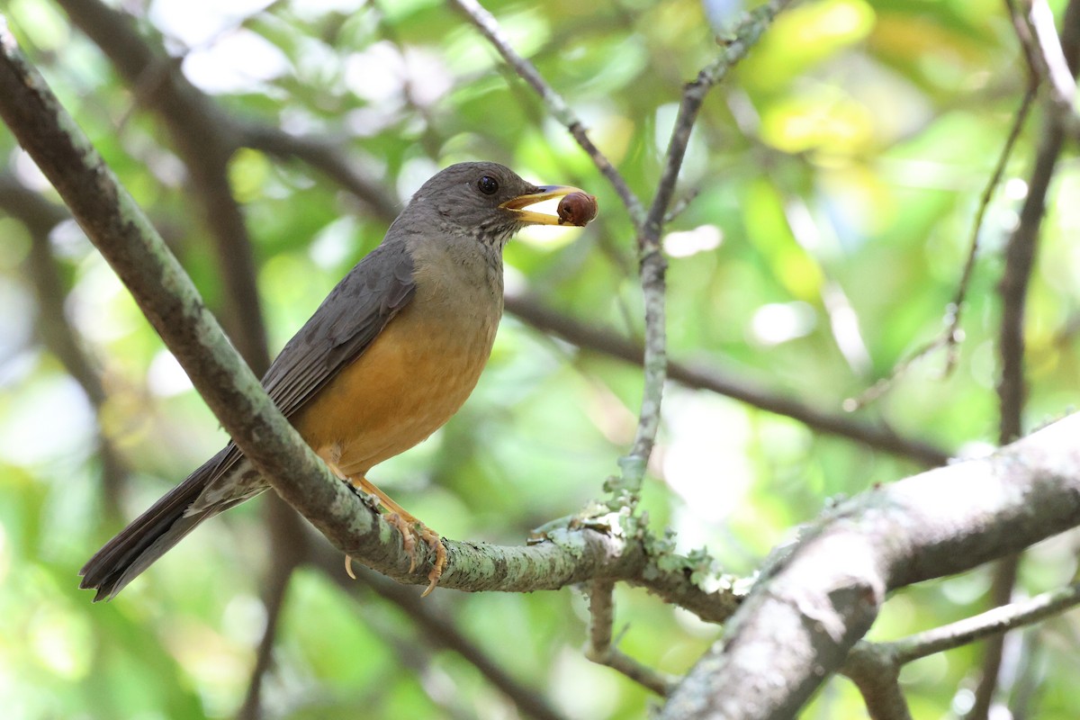Olive Thrush - ML645642193