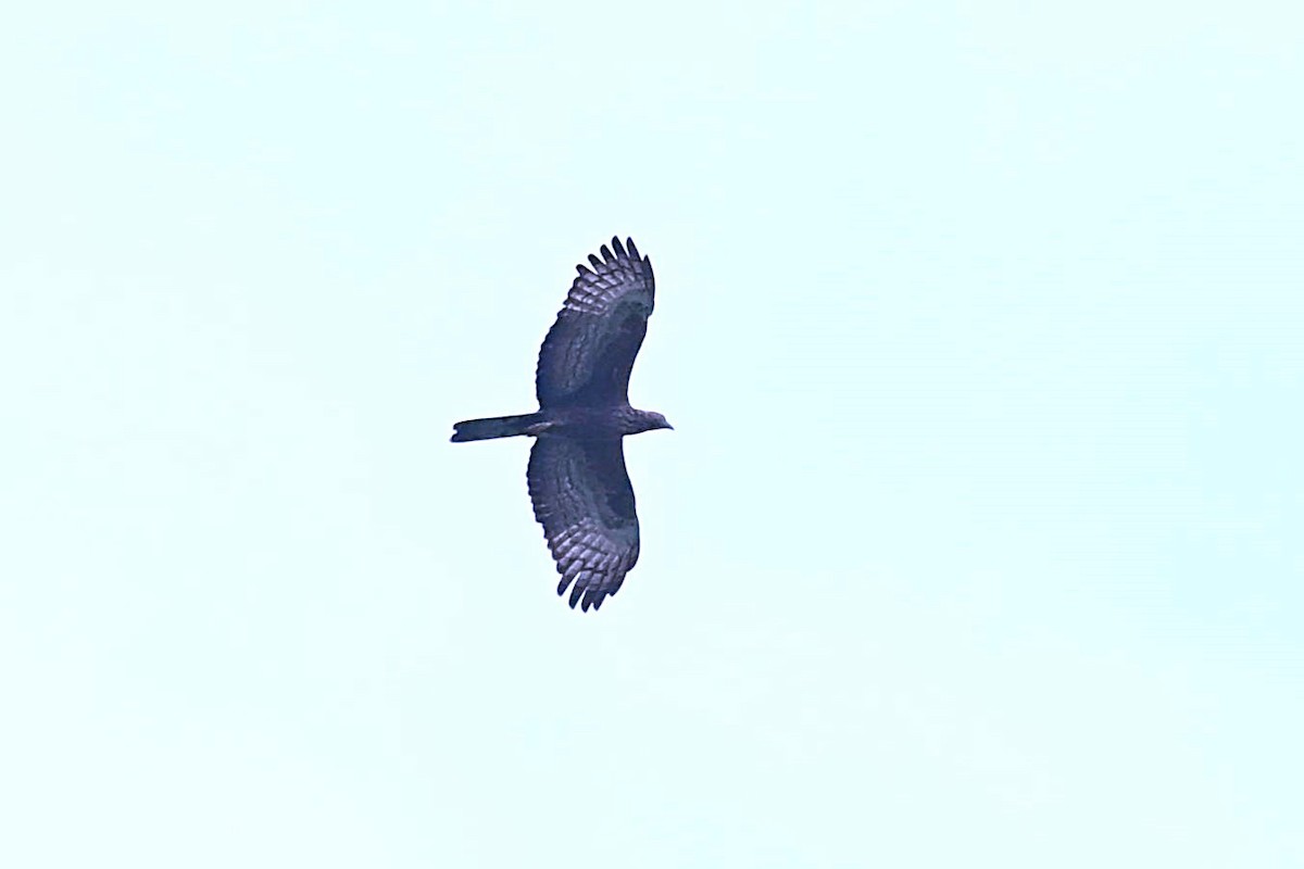 東方蜂鷹 - ML645642194