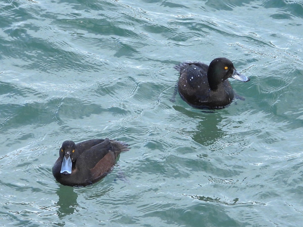 New Zealand Scaup - ML645642202
