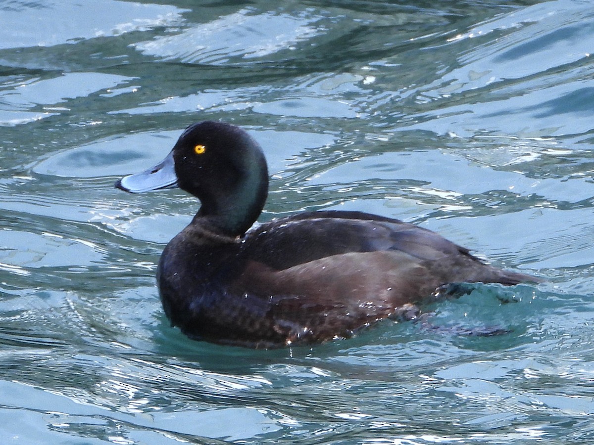 New Zealand Scaup - ML645642203
