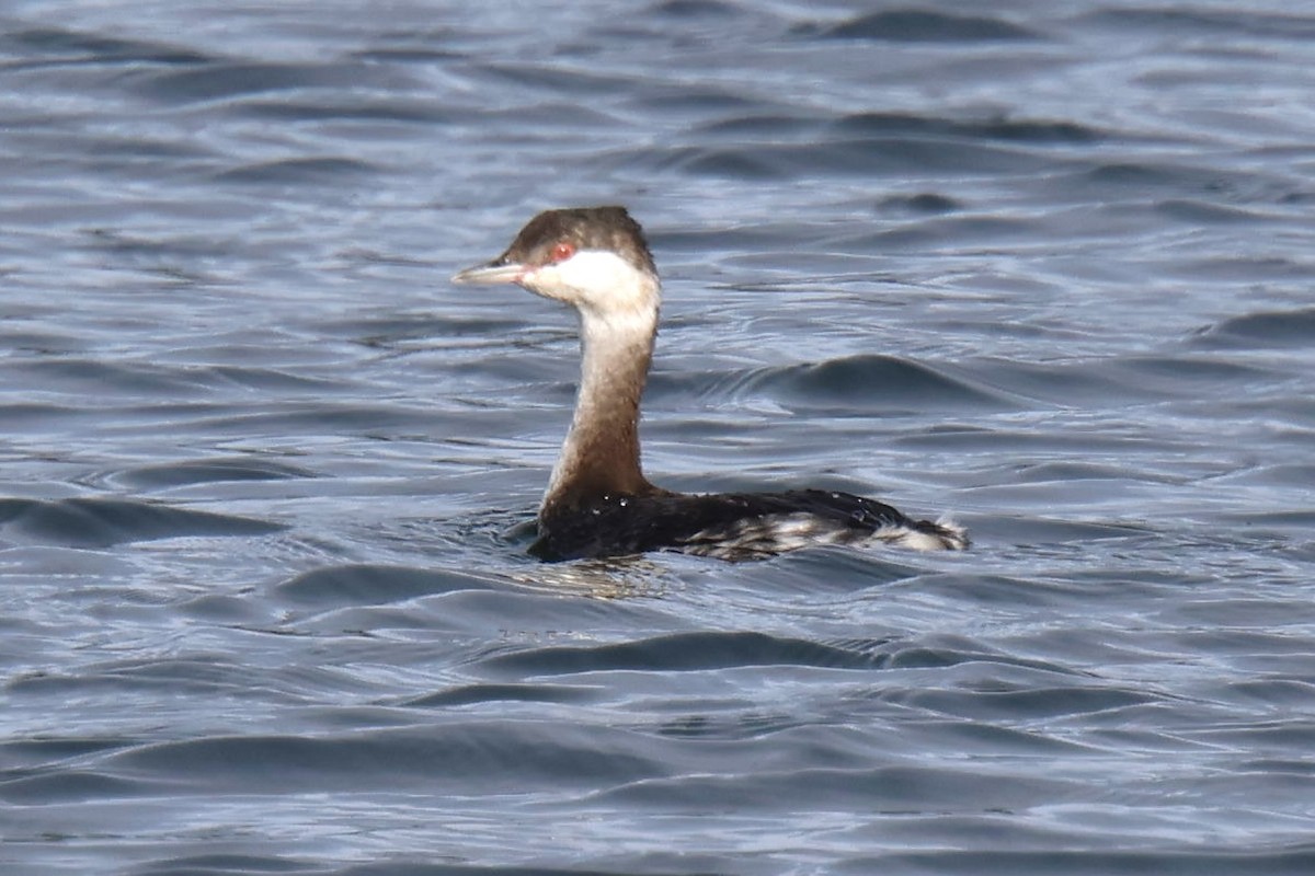 Красношейная поганка - ML645642204