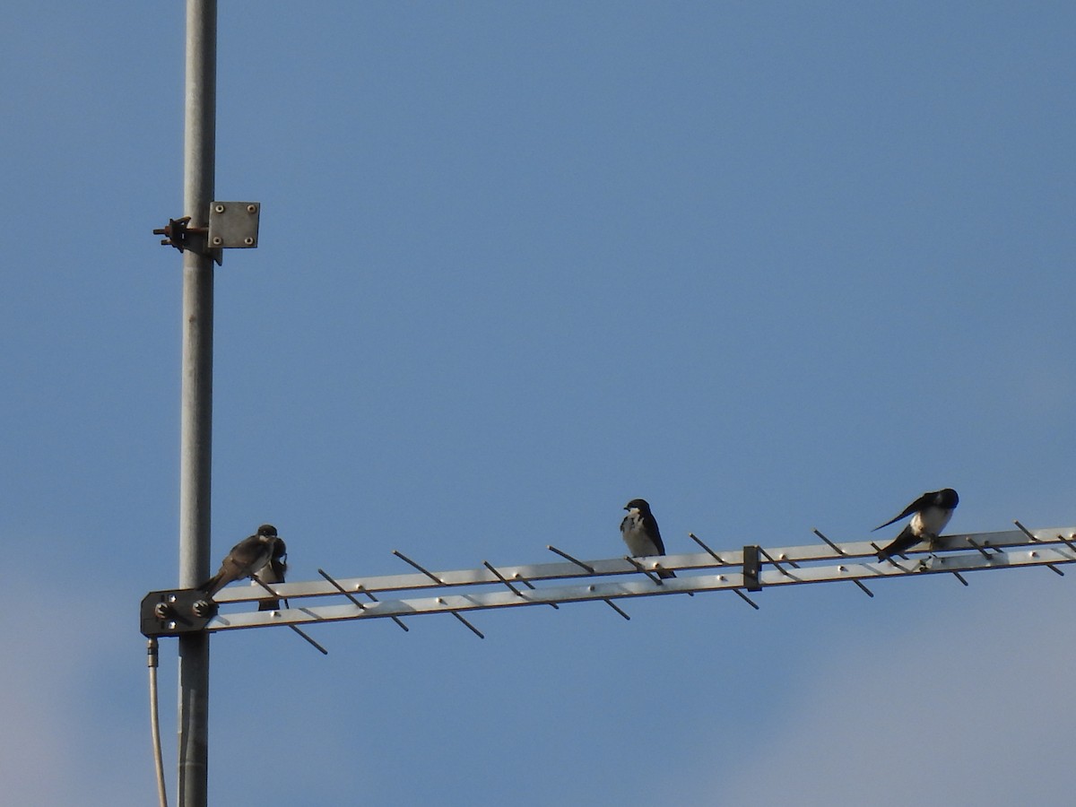 vlaštovka modrobílá - ML645642217