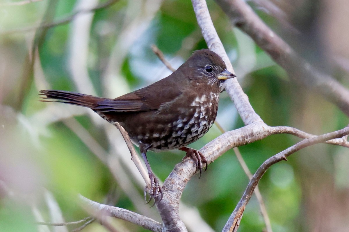 Fox Sparrow (Sooty) - ML645642228