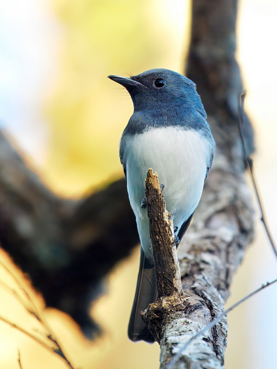 Leaden Flycatcher - ML645642229