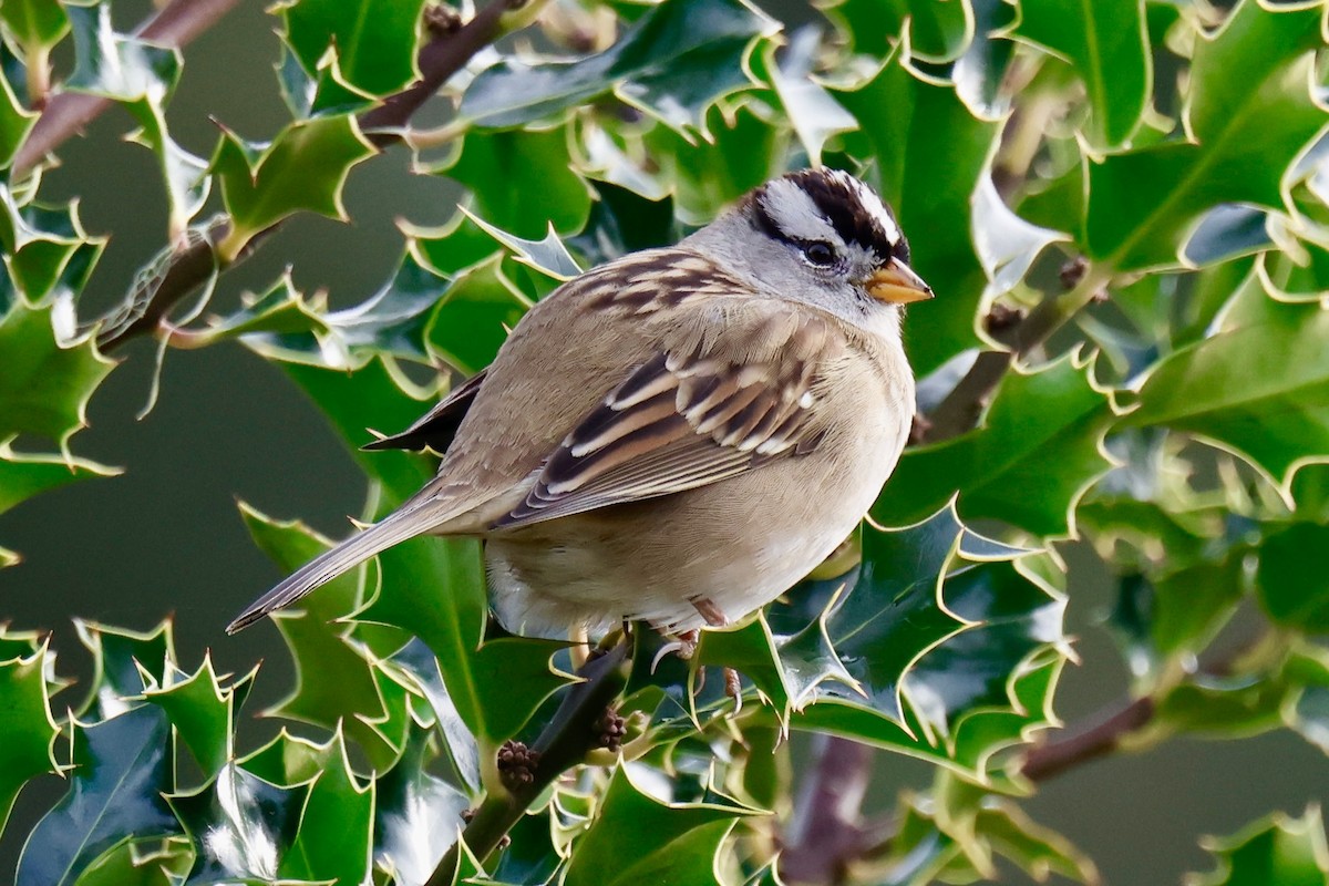 White-crowned Sparrow (pugetensis) - ML645642234