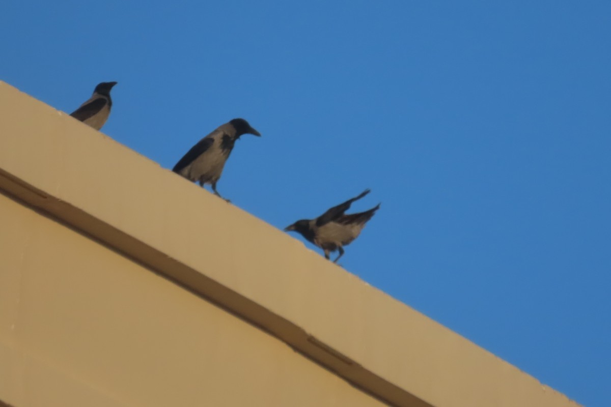 Hooded Crow - ML645642236