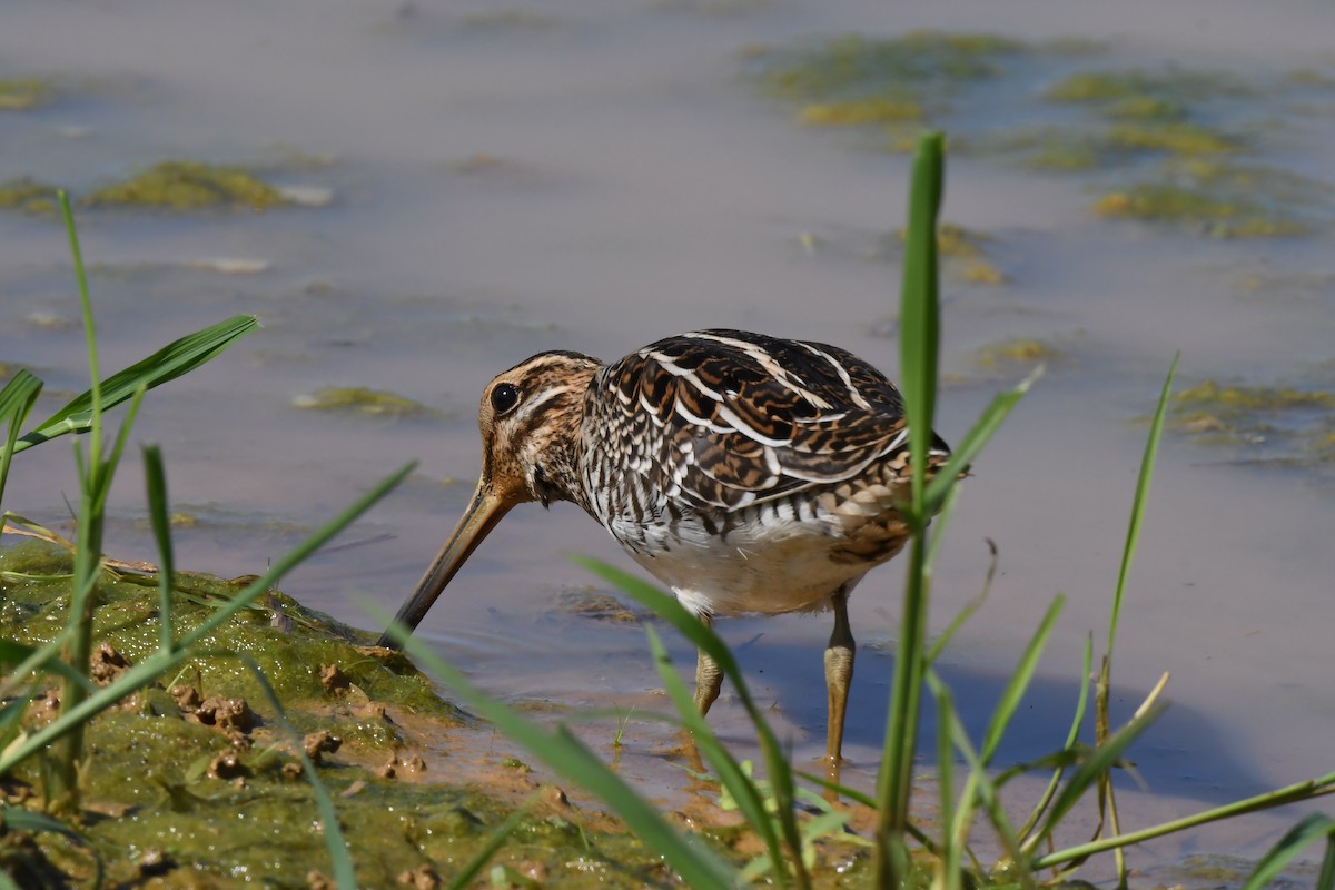 enkeltbekkasin - ML645642237