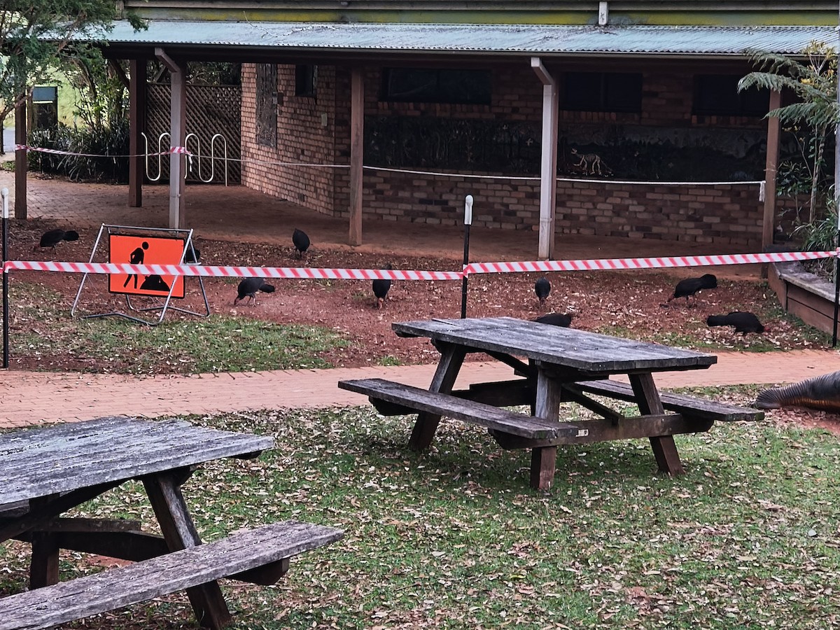 Australian Brushturkey - ML645642242