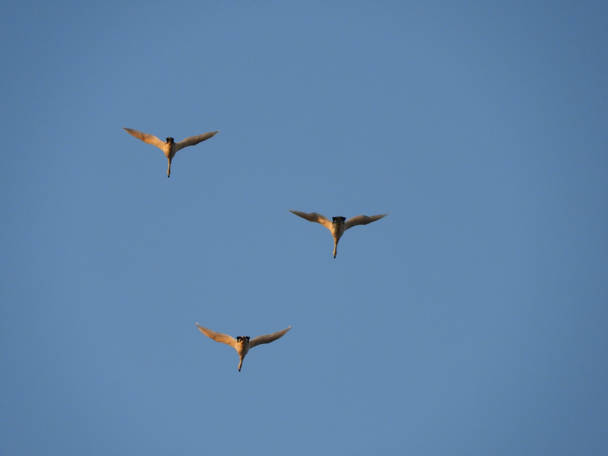 dvergsvane - ML645642243