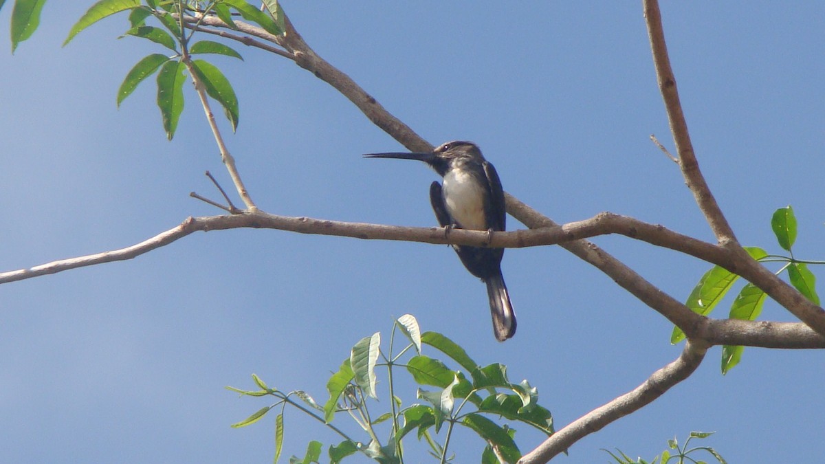 Three-toed Jacamar - ML645642249