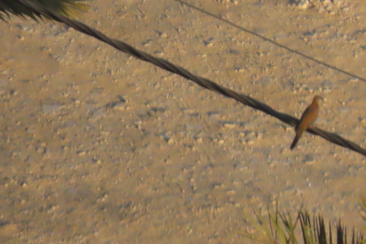 Laughing Dove - ML645642251