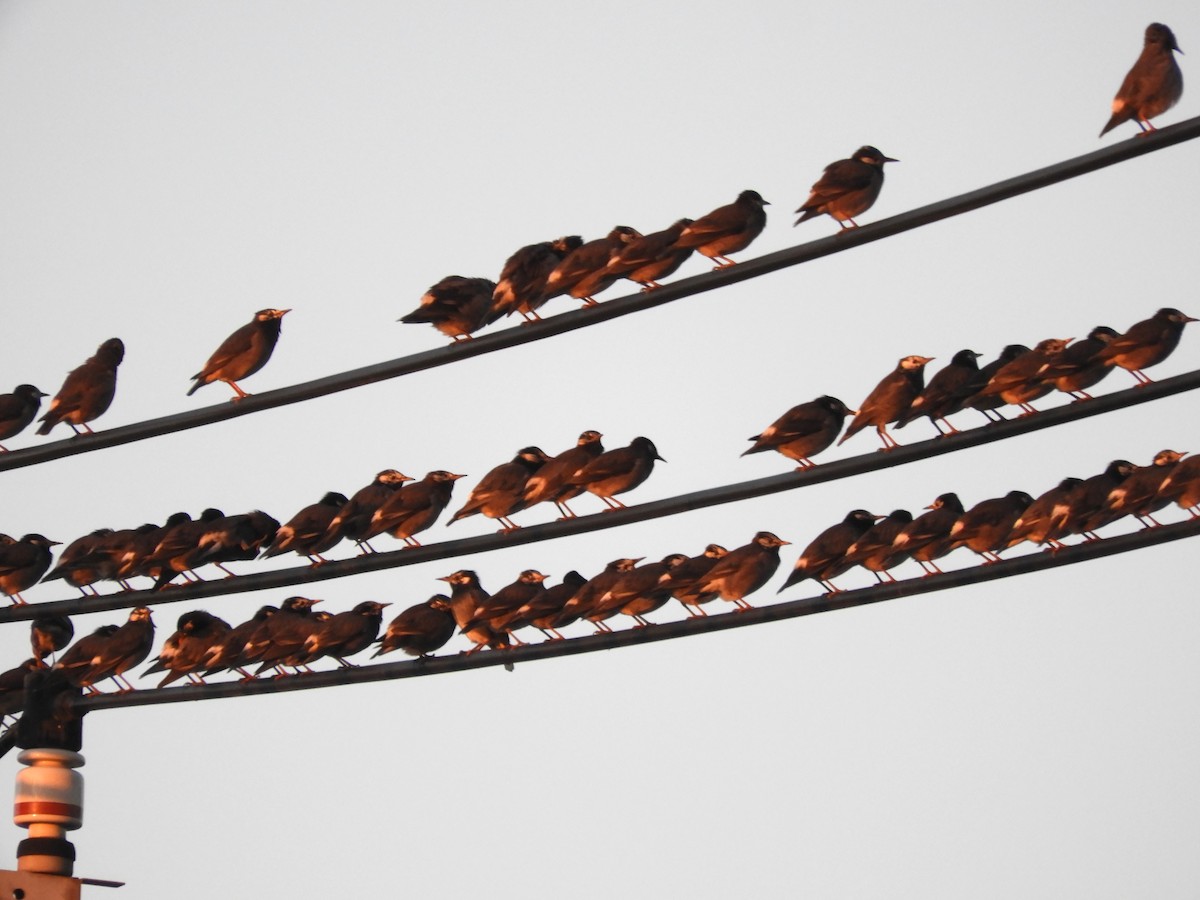 sotstær - ML645642253