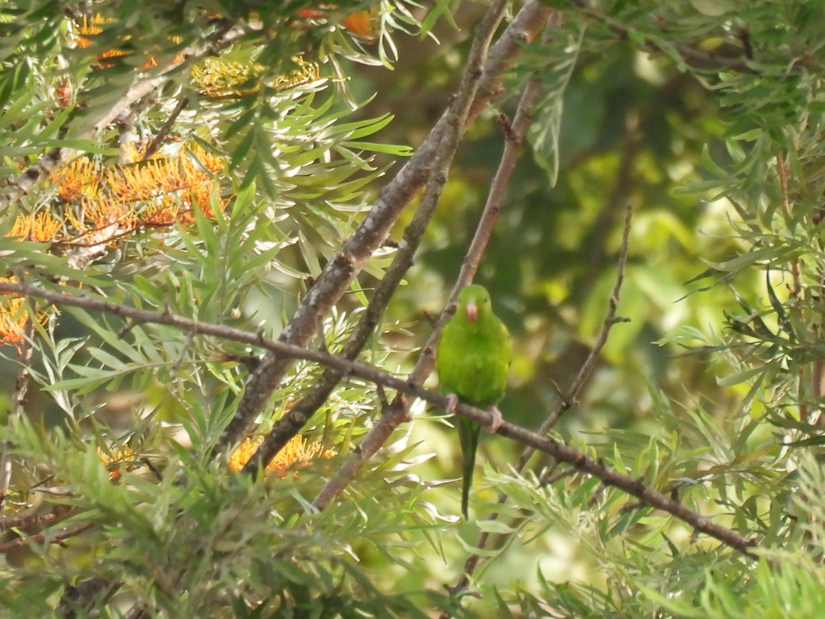 Plain Parakeet - ML645642254