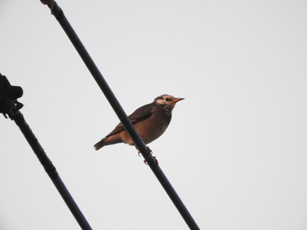 sotstær - ML645642256