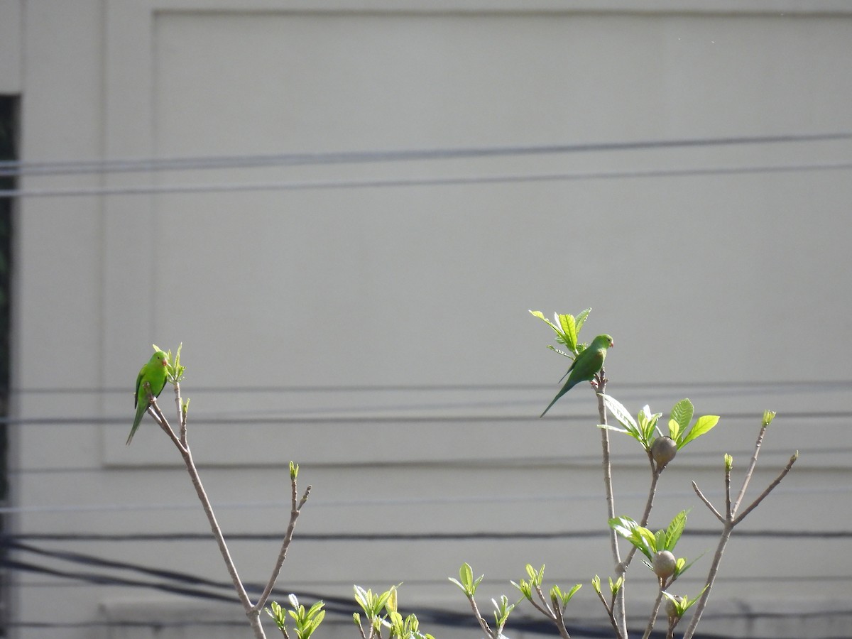 Plain Parakeet - ML645642258