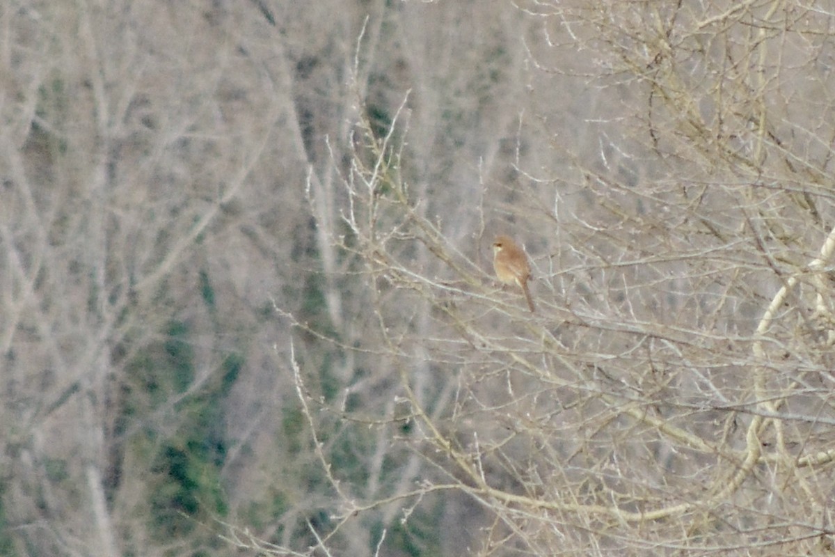 Pie-grièche brune - ML645642259