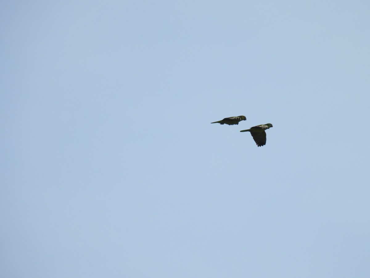 Turquoise-fronted Amazon - ML645642261