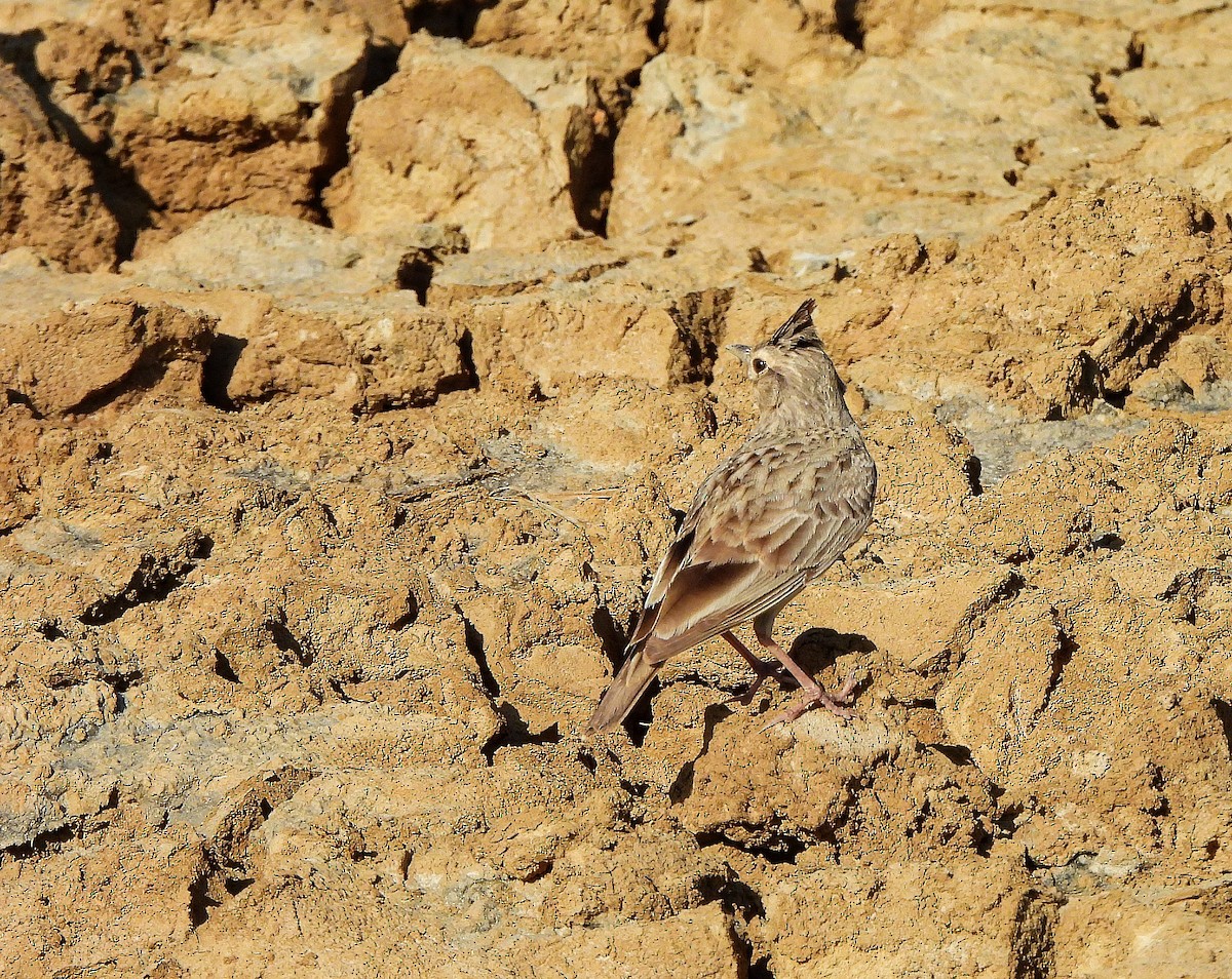 chocholouš obecný - ML645642264