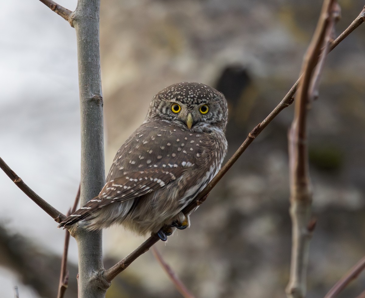 kulíšek nejmenší - ML645642269