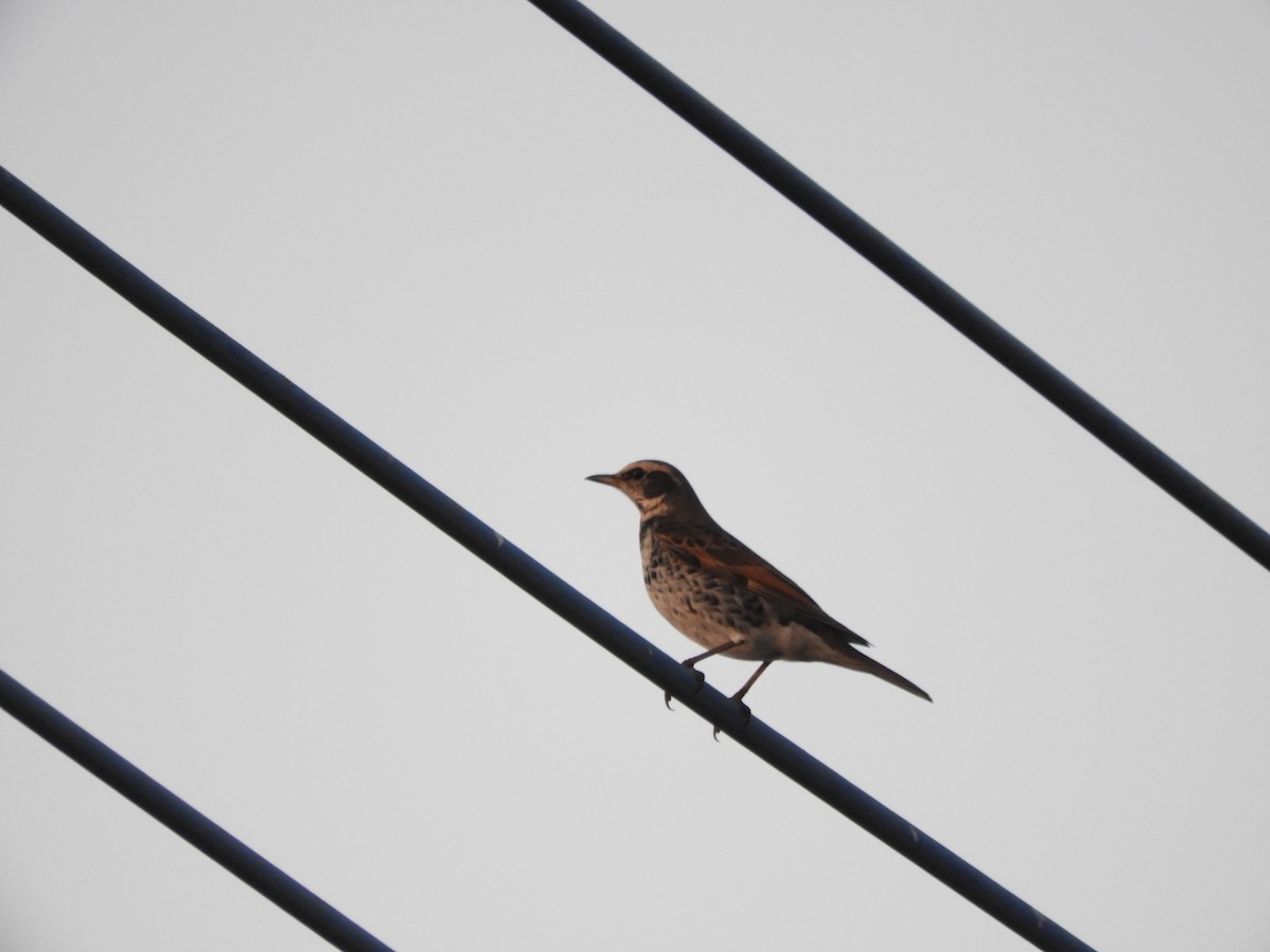 drozd rezavokřídlý - ML645642270